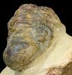 Bargain Crotalocephalina Trilobite #43495-2